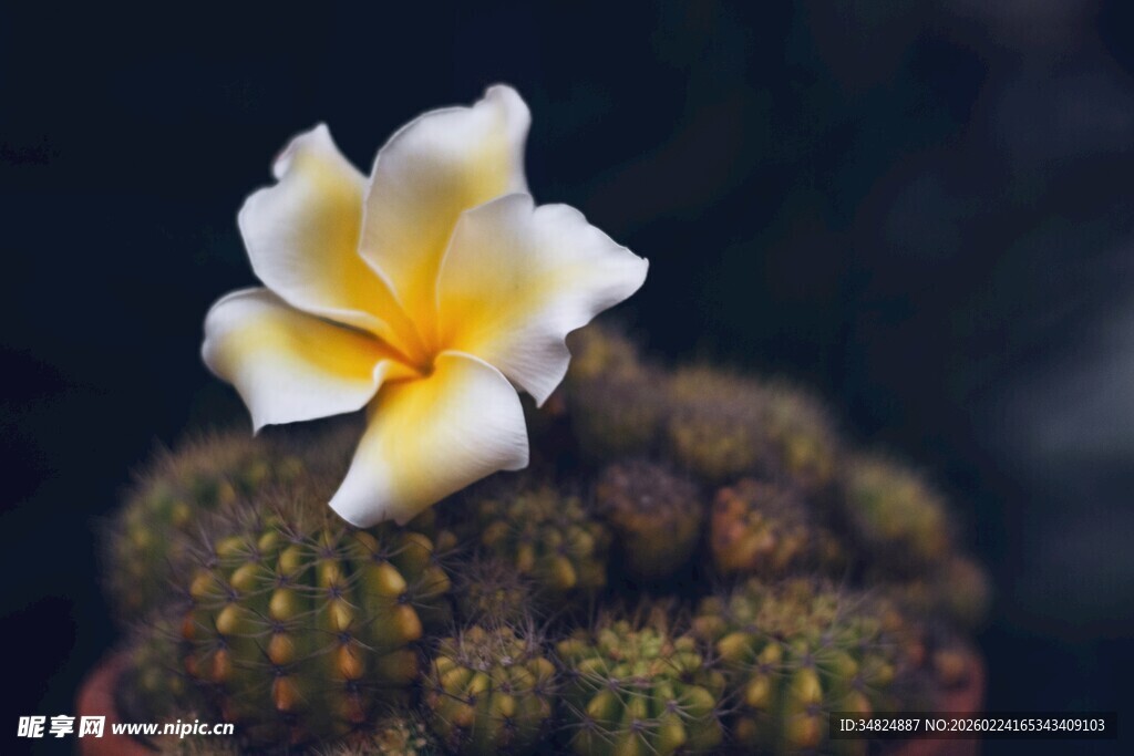 仙人掌上绽放的素雅花朵