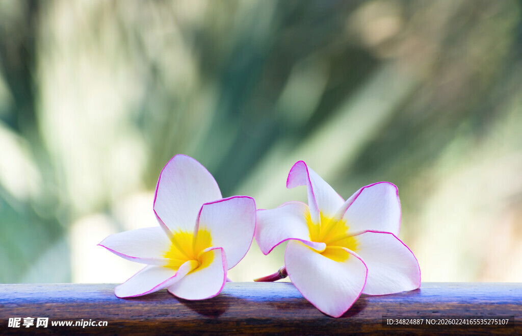 两朵鸡蛋花娇艳绽放