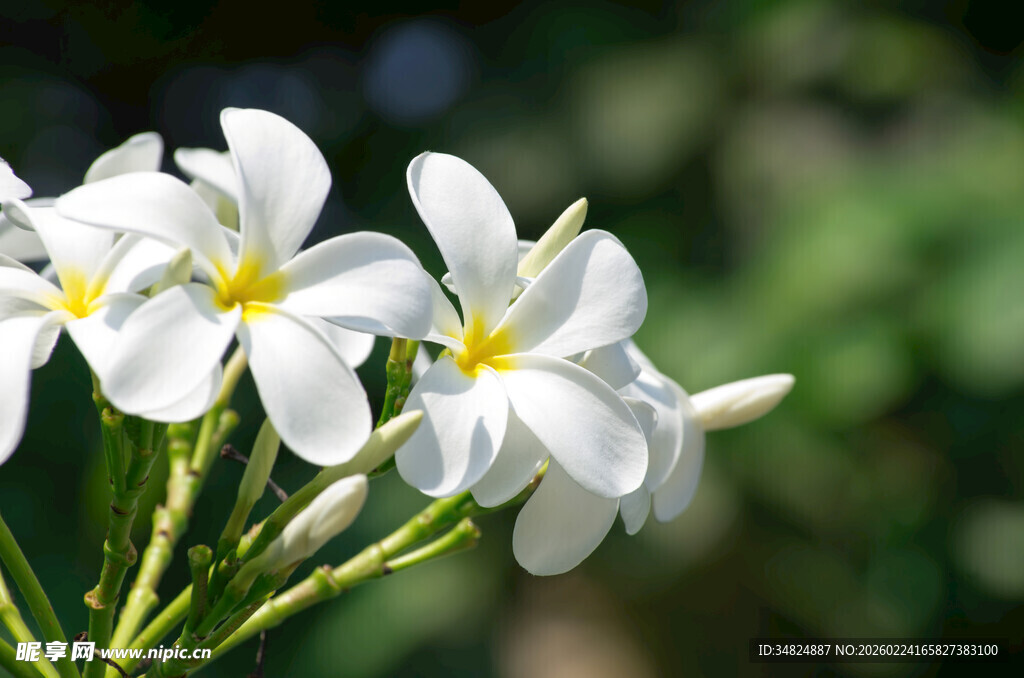 素雅白兰花绽放