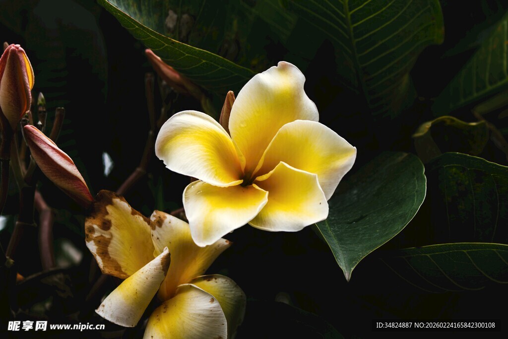 黄白鸡蛋花绽放