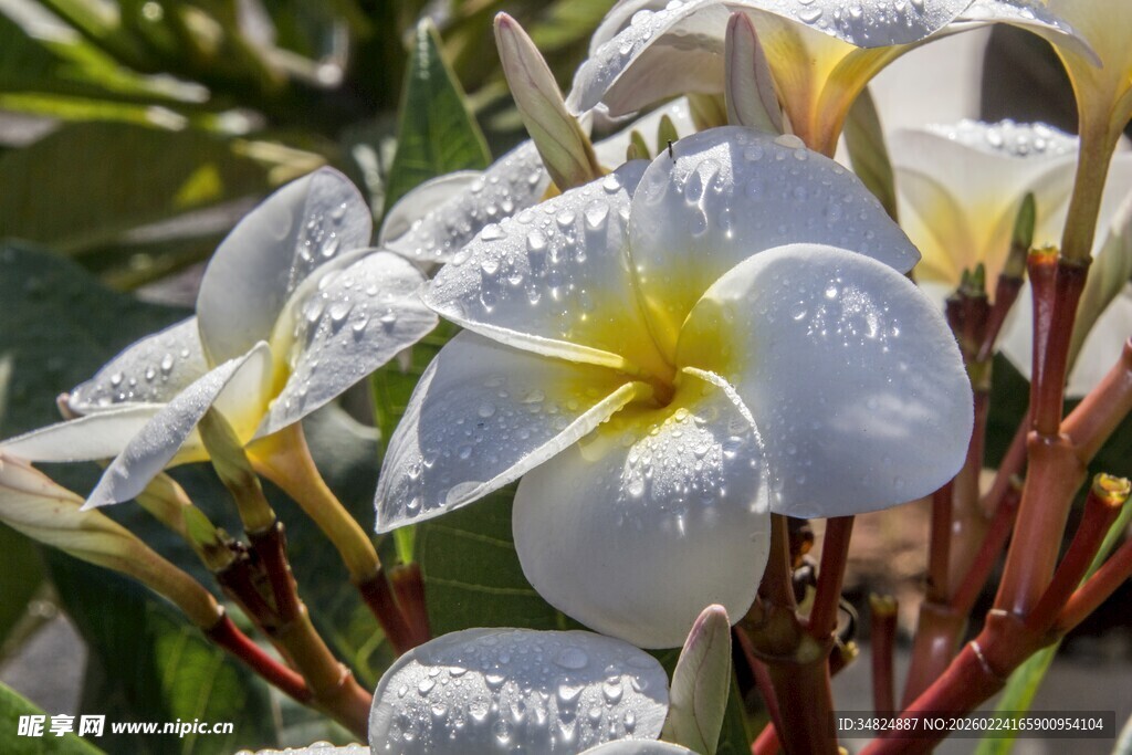 带露鸡蛋花绽放