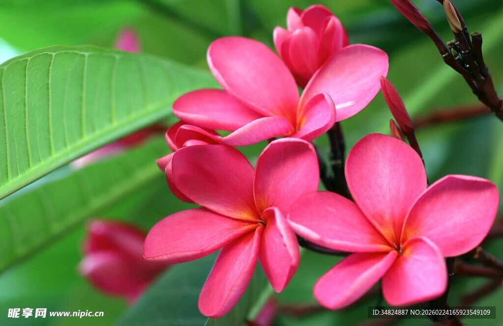 娇艳粉色鸡蛋花绽放