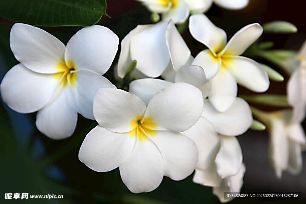 洁白鸡蛋花绽放