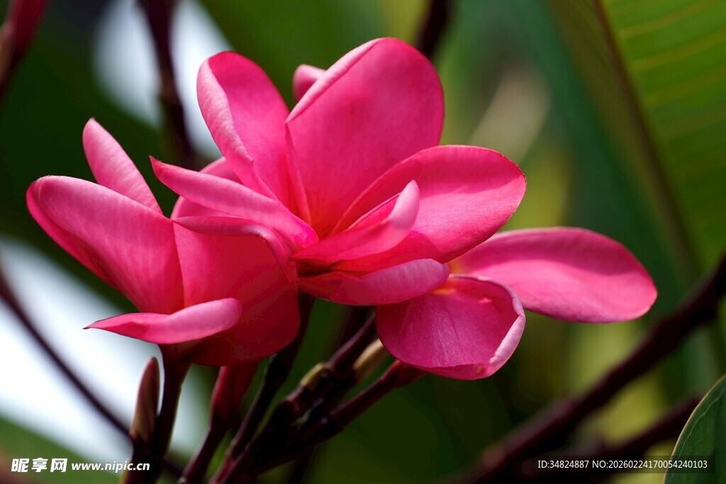 娇艳粉色鸡蛋花绽放