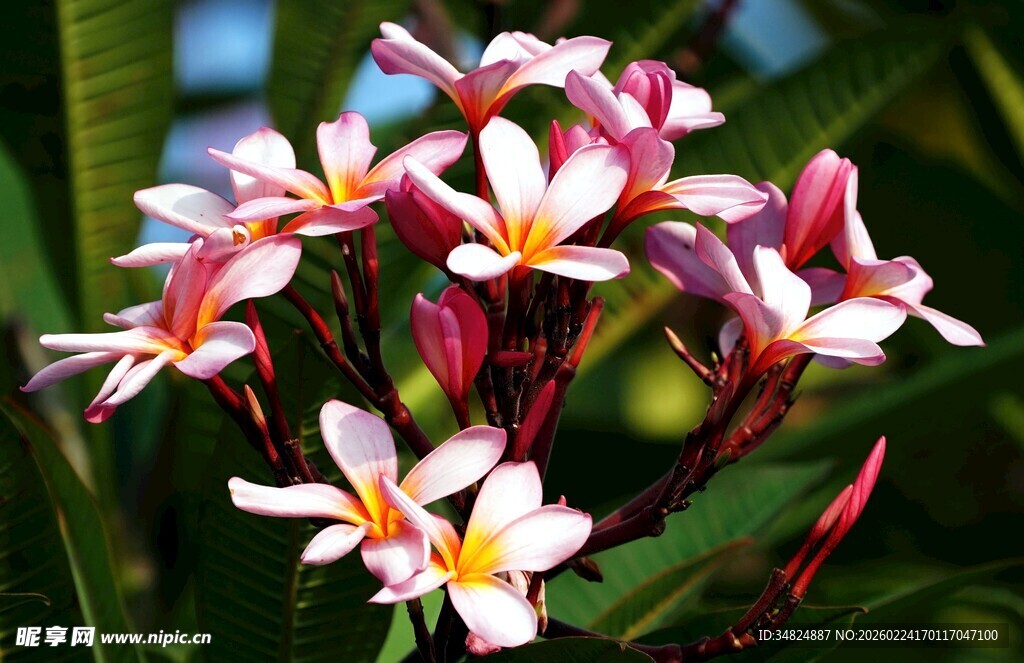 娇艳鸡蛋花绽放