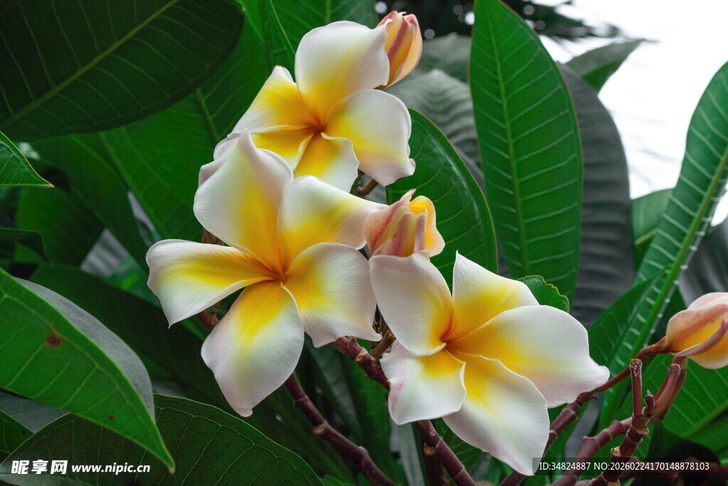 黄白鸡蛋花绽放绿叶间