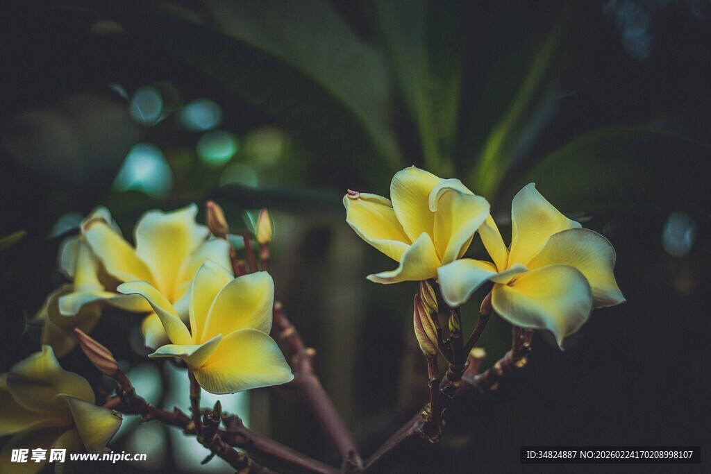 黄色鸡蛋花绽放的美丽