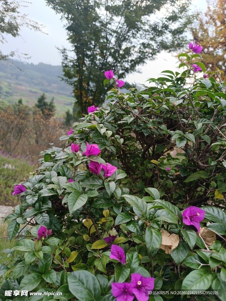 繁花盛开的户外植物景观