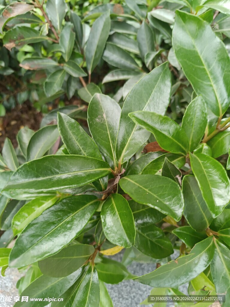 绿叶繁茂的植物景象