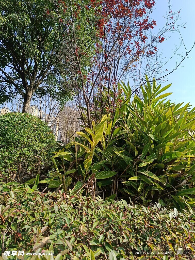 户外多彩绿植景观