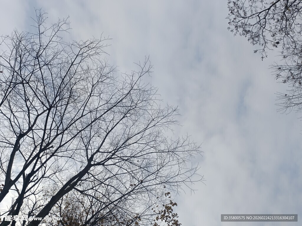 冬日枯树与灰白天空