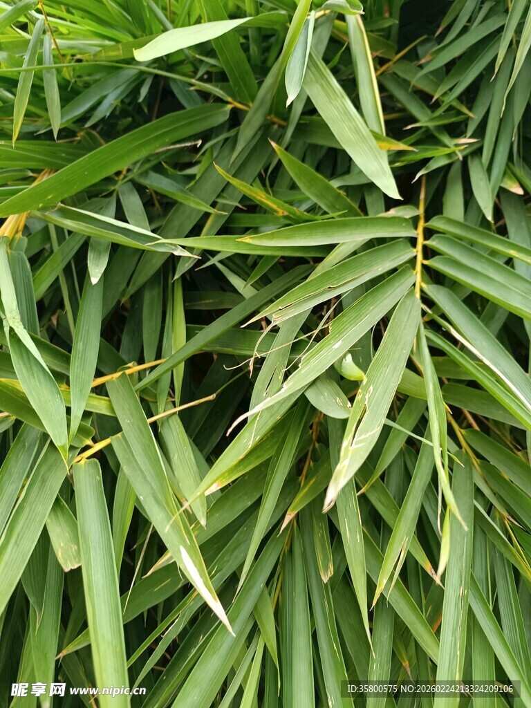 翠绿竹叶特写