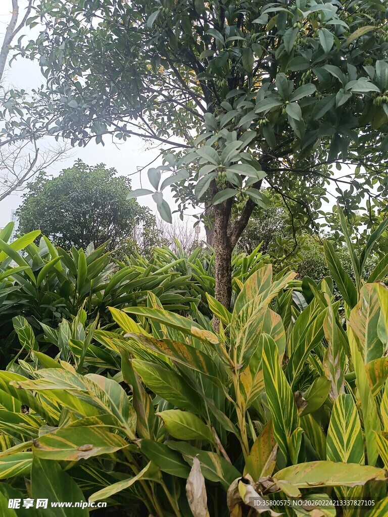 绿意盎然的植物景观