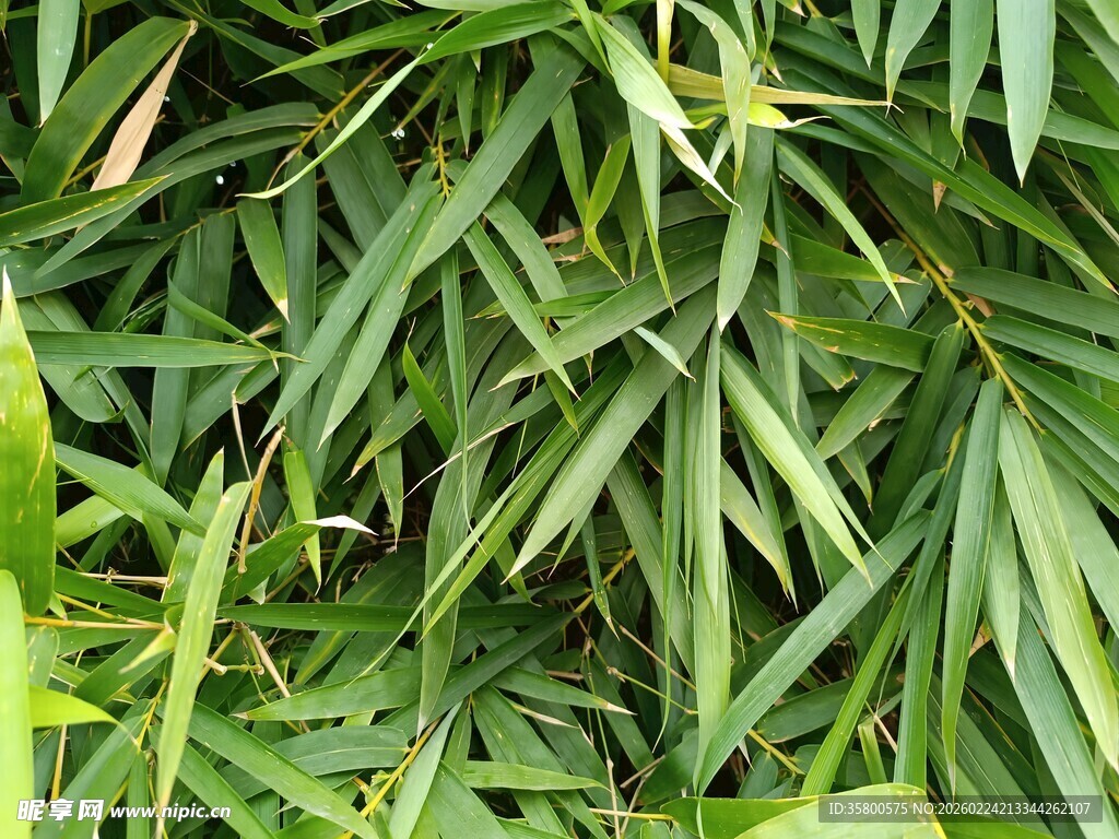 翠绿竹叶特写