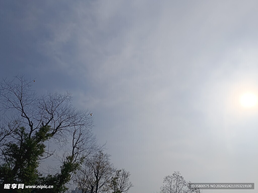 阳光下的树梢与天空