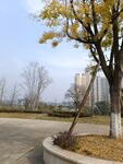 秋日路边单棵黄叶树木