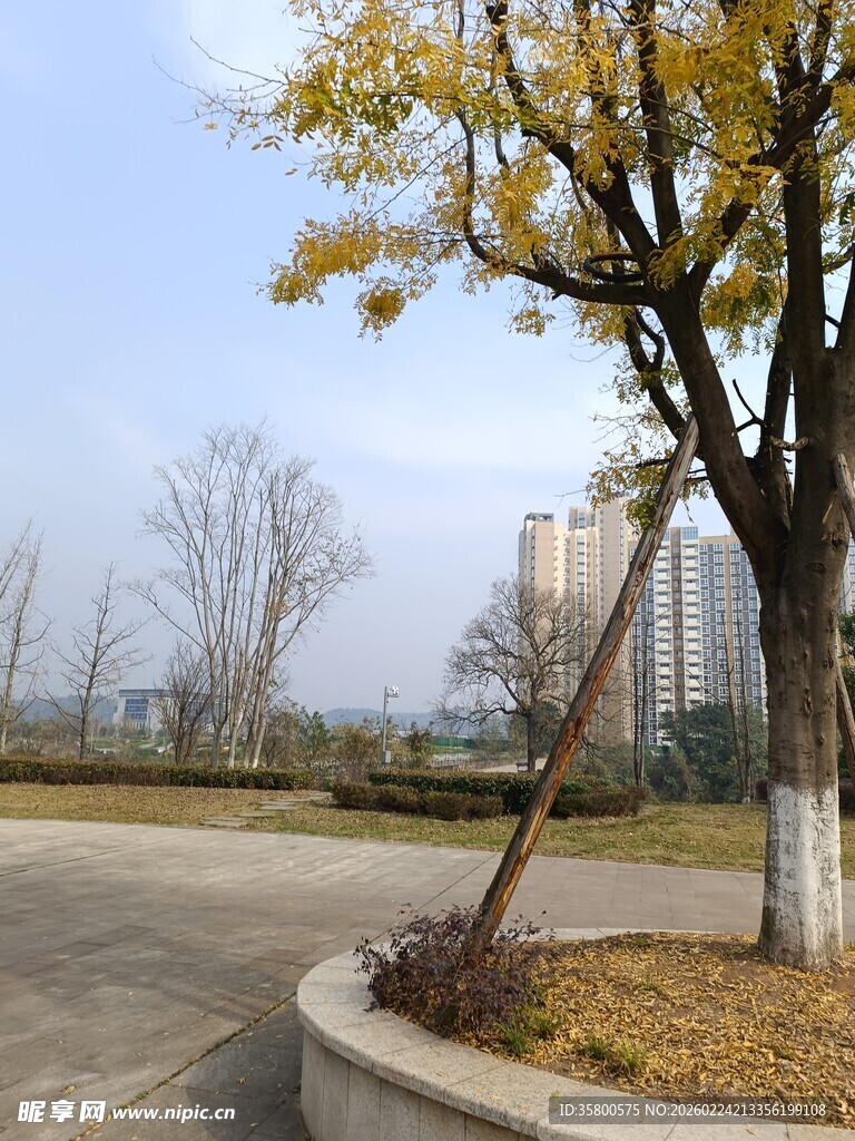 秋日路边单棵黄叶树木