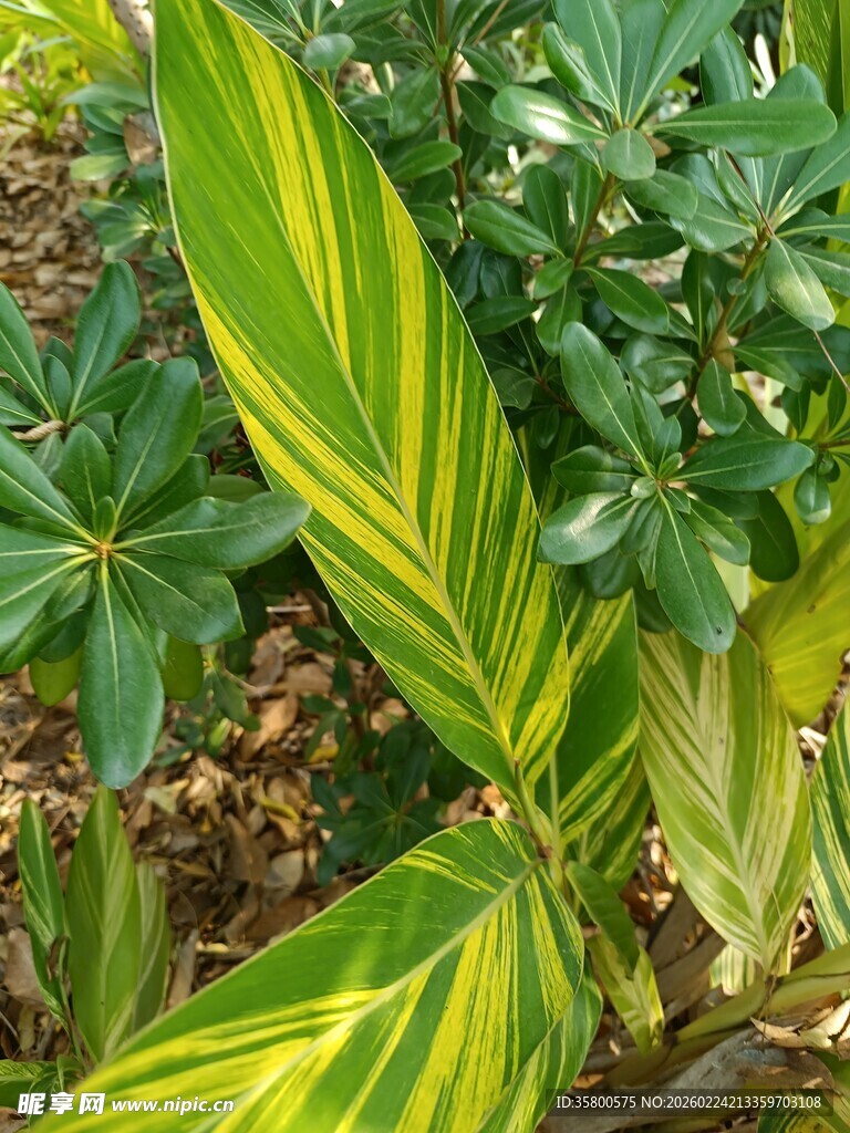 黄绿条纹叶片的独特植物