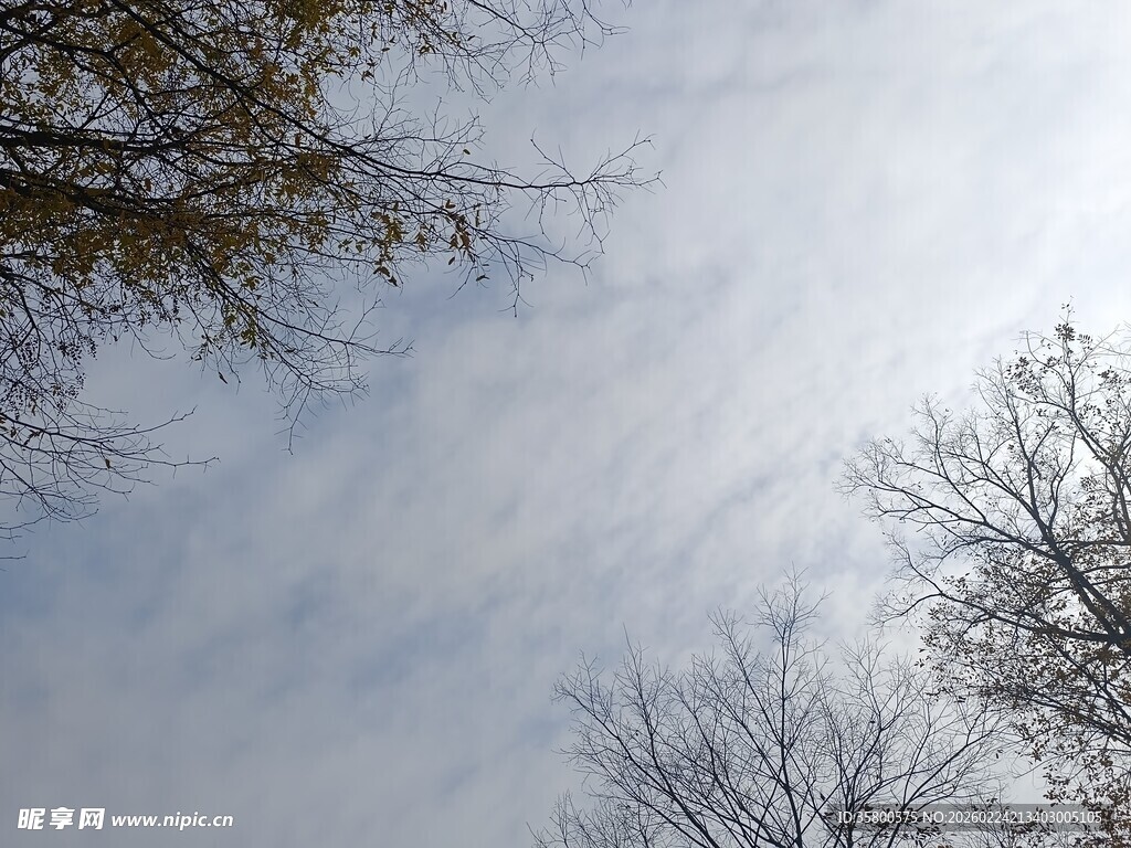 仰视天空与树枝的景致