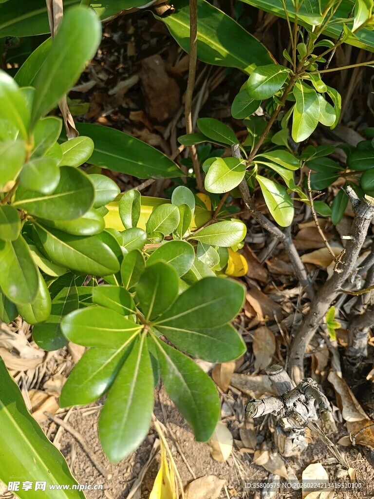 绿叶繁茂的地面植物