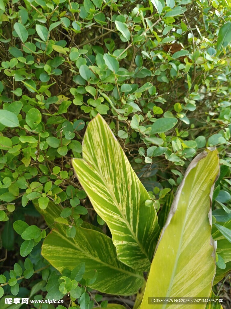 翠绿叶片的生机植物景象