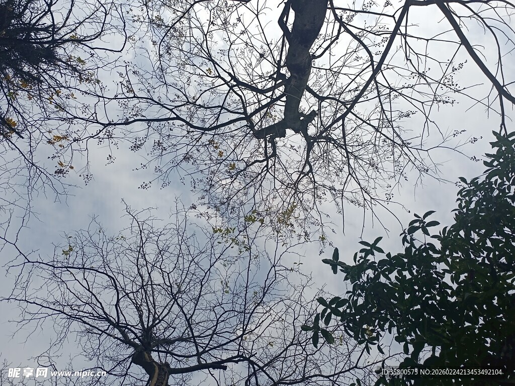 仰视冬日树枝与天空景象