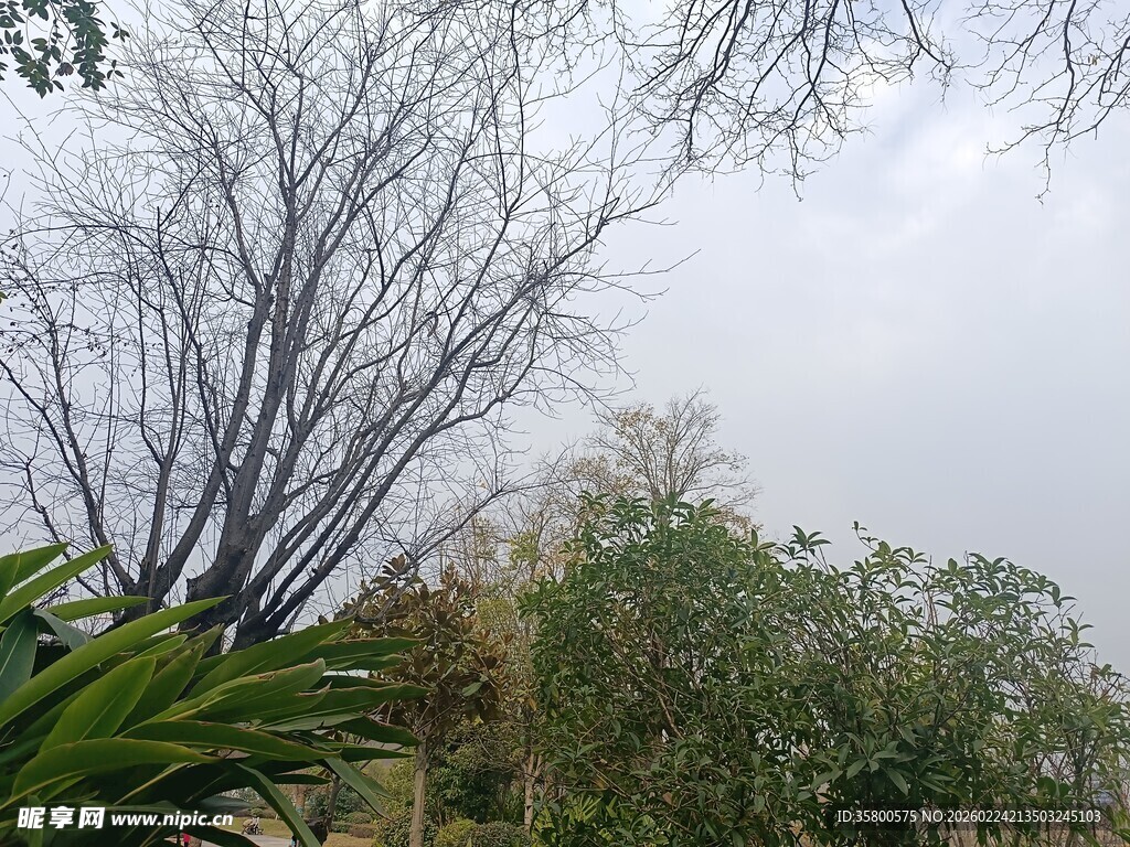 户外树木绿植景观