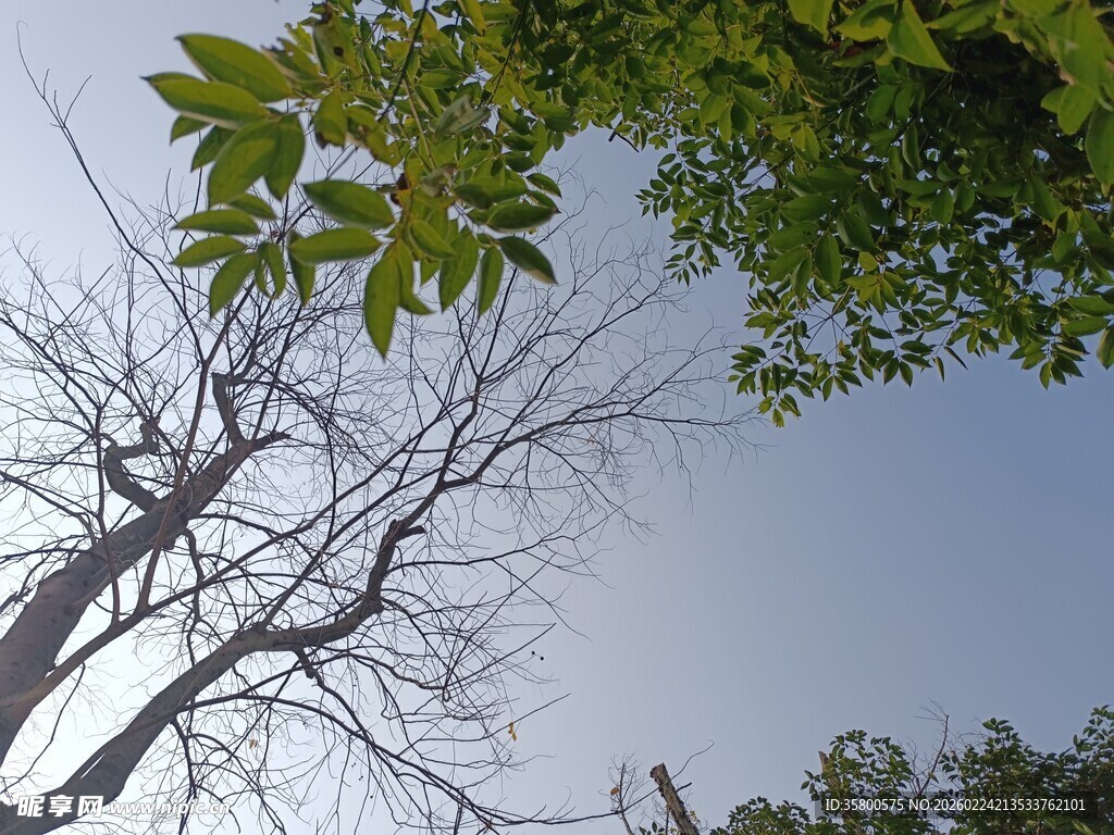 枯树与绿叶的天空景象