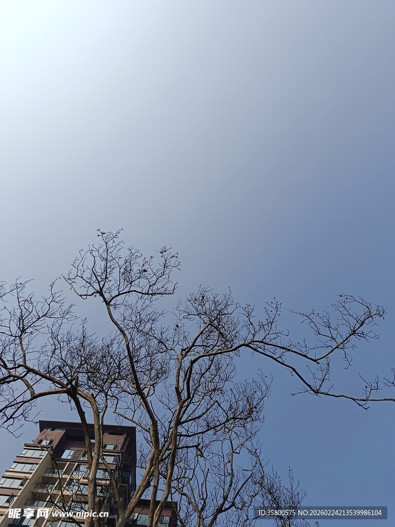 冬日枯树与蓝天景象