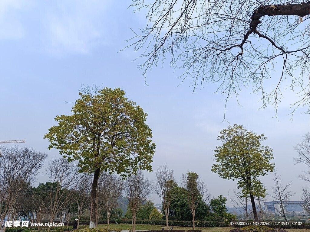 冬日郊外树木景致