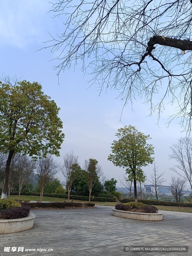 户外静谧的树木景观