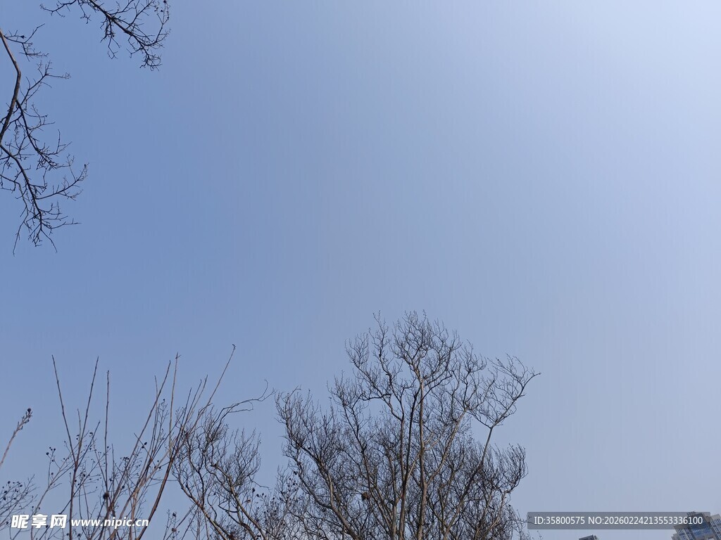 晴朗冬日下的光秃树木