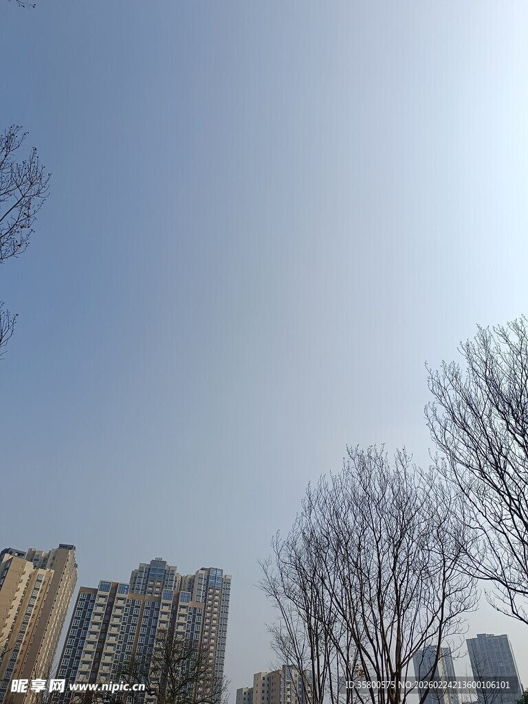 冬日城市光秃树木与高楼