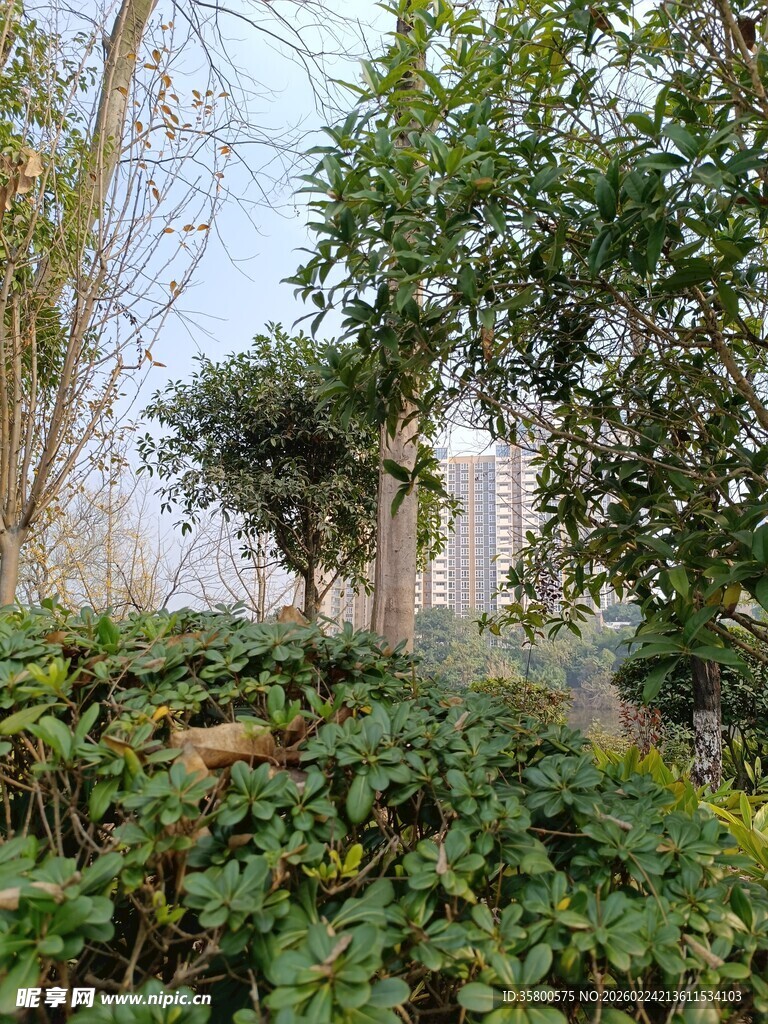 城市中的绿意植物景观