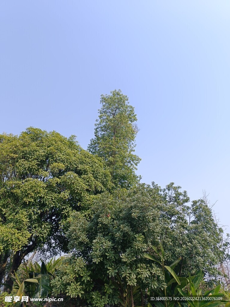 蓝天绿树风景宜人