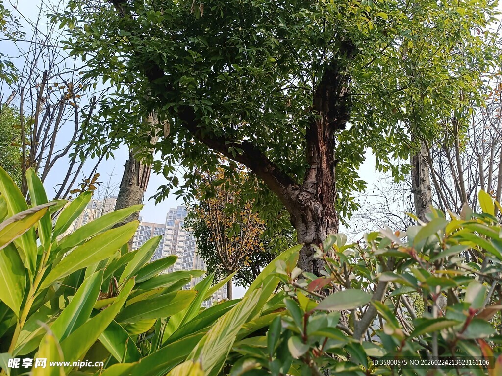 繁茂绿植中的大树景观