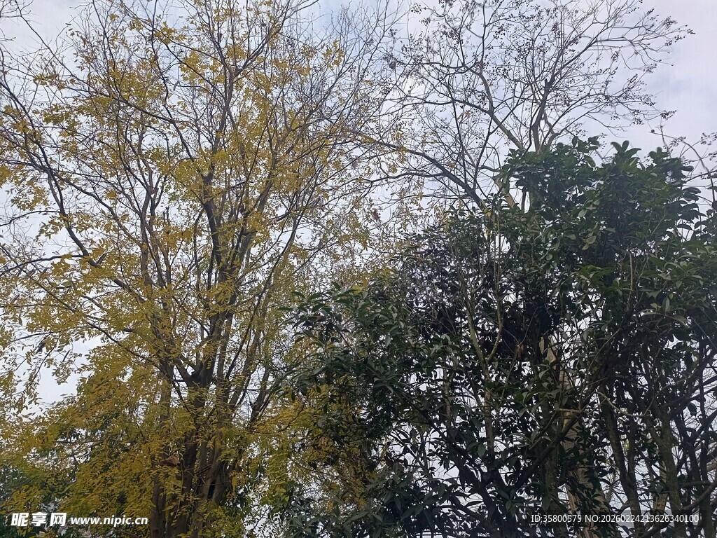 秋日多彩树木景致