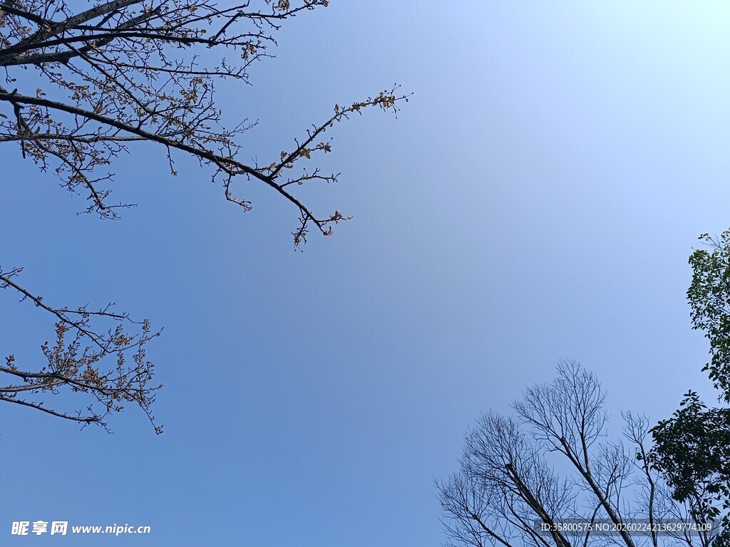 蓝天树枝 