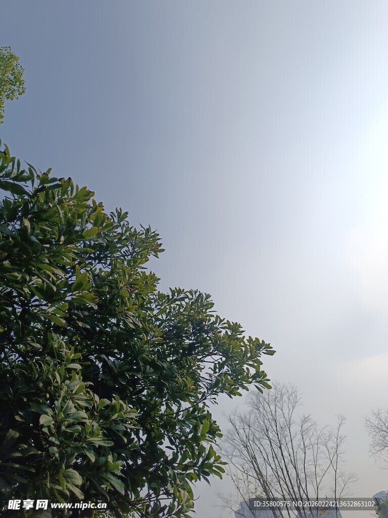 阳光下的葱郁绿树