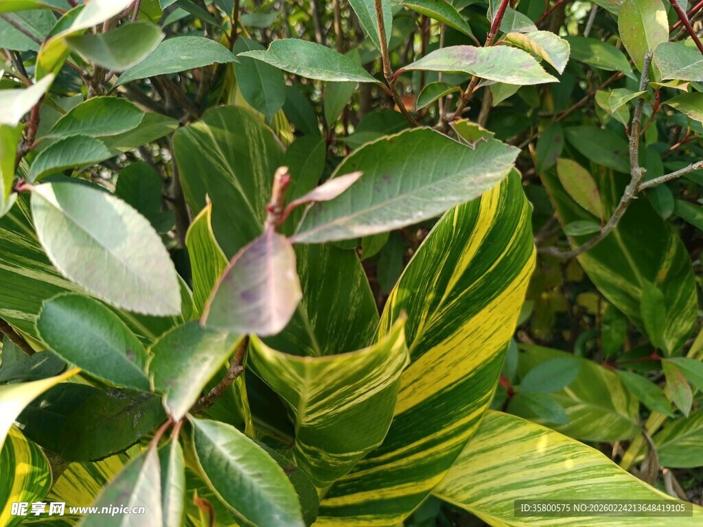 多彩叶片植物景观