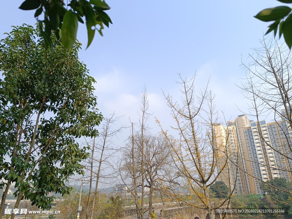 城市中树木与高楼景观