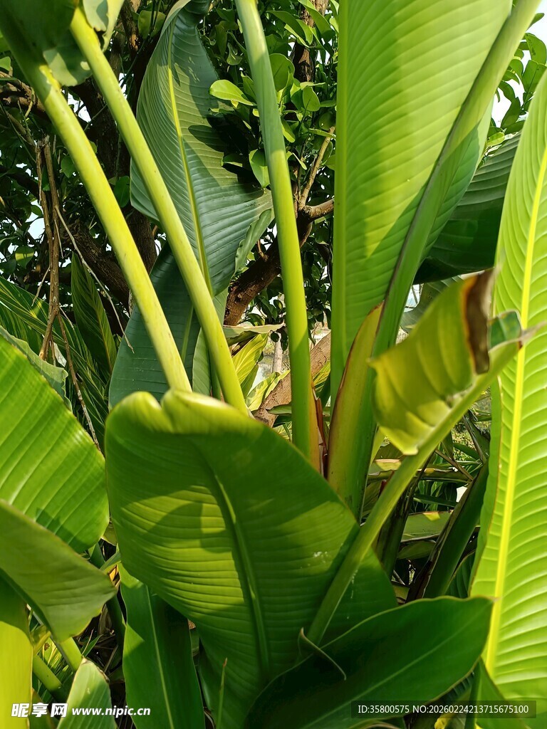 茂盛的热带植物叶片