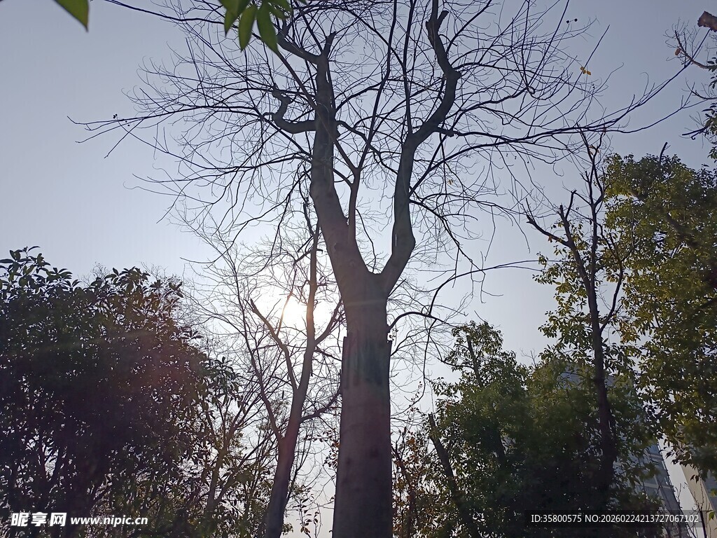 光秃树木与周边繁茂植被