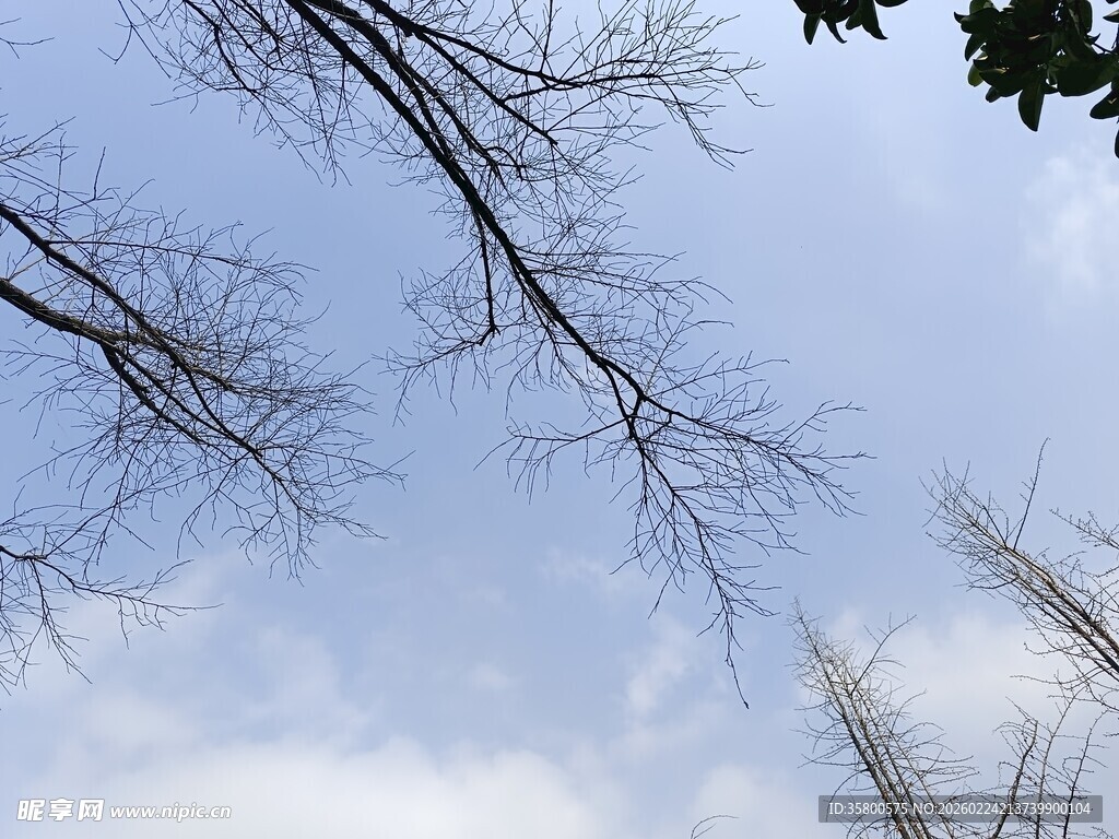 仰视光秃树枝与蓝天白云