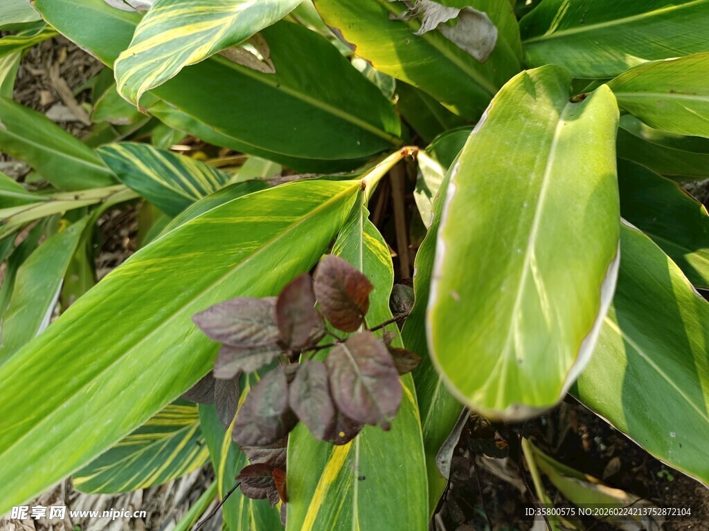 翠绿斑斓的奇特植物叶片