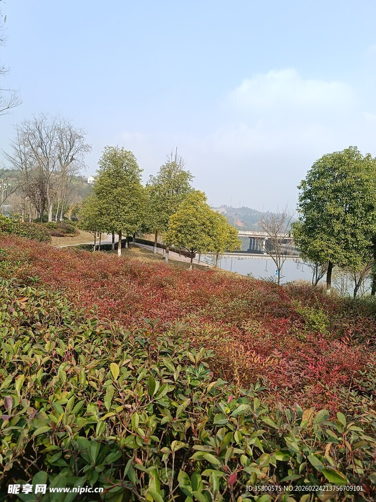 湖畔多彩植物景观