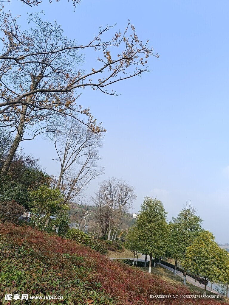 户外自然风光树木景致