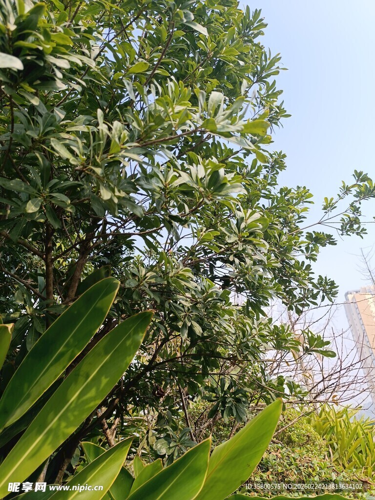 繁茂绿植与远处高楼