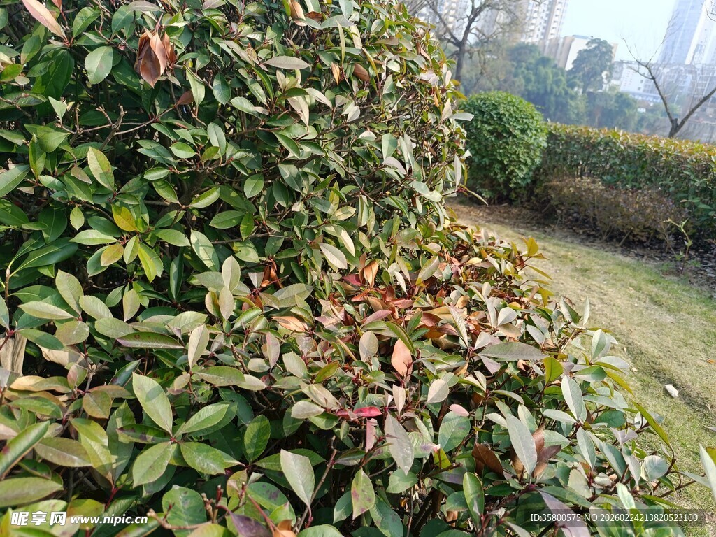 绿叶繁茂的园林植物景观