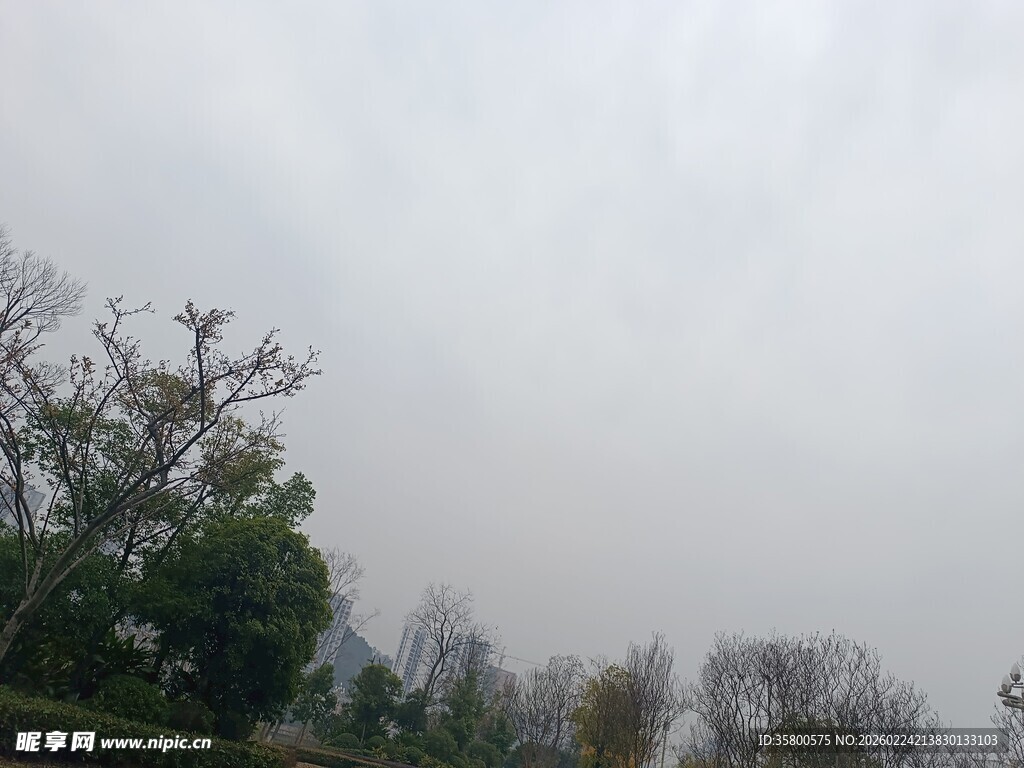 阴天中的树木景观